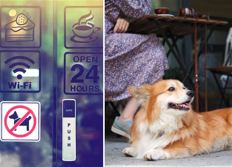 «С собакой нельзя»: почему Баку пока не готов к pet-friendly культуре?