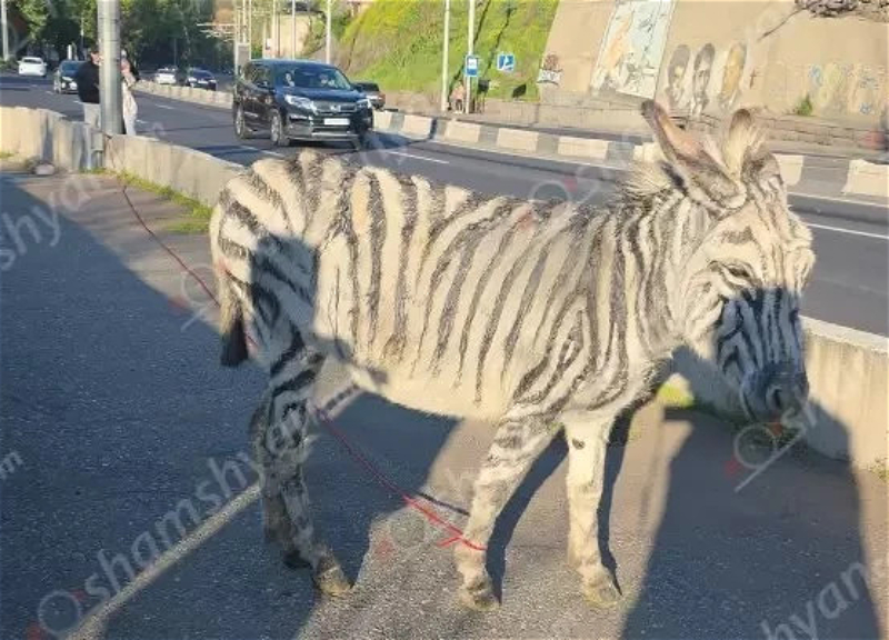 Замеченная в Ереване «зебра» оказалась окрашенным ослом - ВИДЕО
