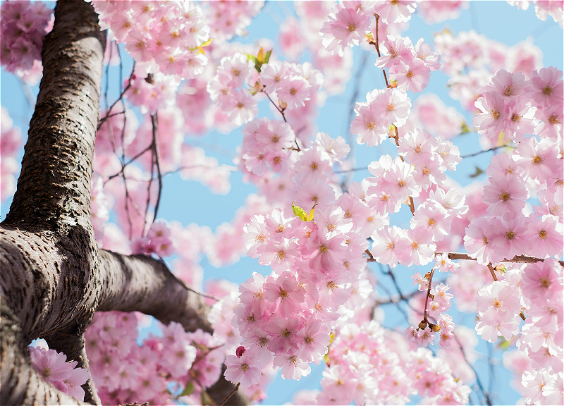 Погода на пятницу: в Азербайджане ожидается до 32° тепла