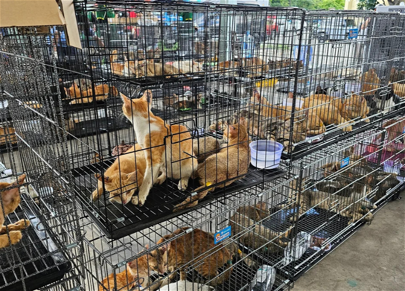 Police save more than 400 cats from being eaten in Vietnam